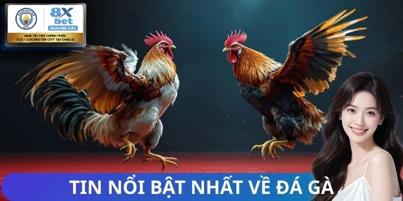 Đôi nét về sảnh đá gà 8xbet